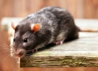 Борьба с крысами в частном доме