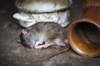 Борьба с мышами в доме