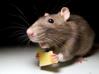 Уничтожение грызунов мышей