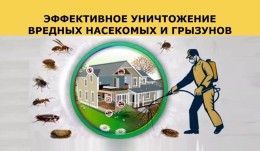 Дезинфекция и уничтожение насекомых и грызунов &laquo;Первый Дезинфекционный Отдел&raquo;