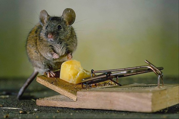 Как бороться с мышами в доме