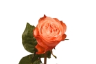 Розы Эквадор 70 см