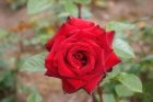 Розы Софи Лорен (Хит продаж)